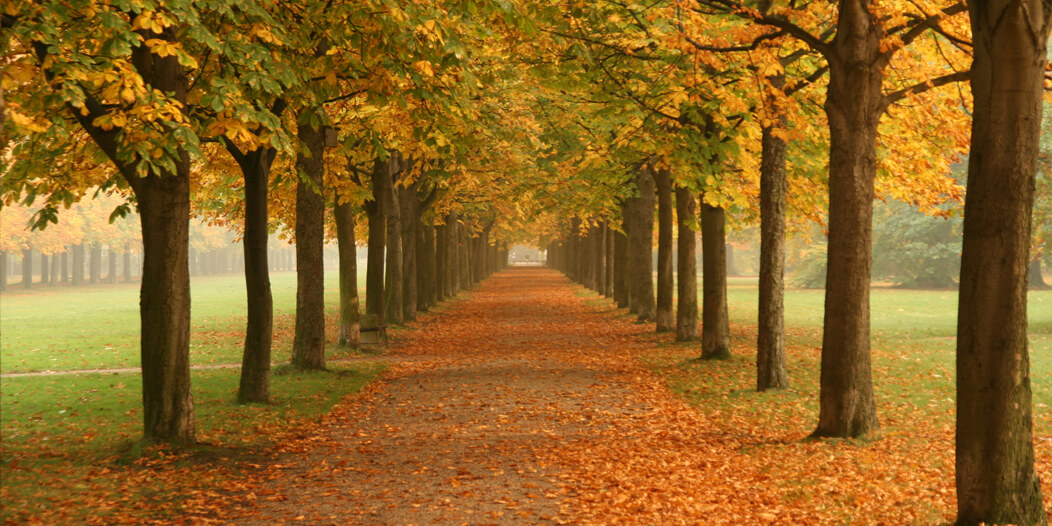Row of Autumn Trees