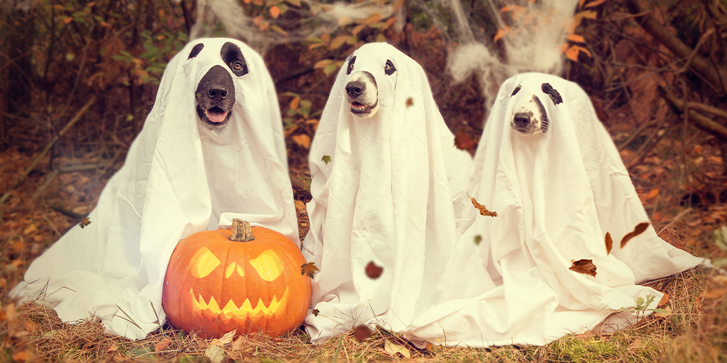 Dogs in Ghost Costumes Next to a Jack-o-Lantern